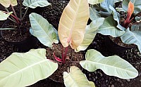 Philodendron Golds Pire